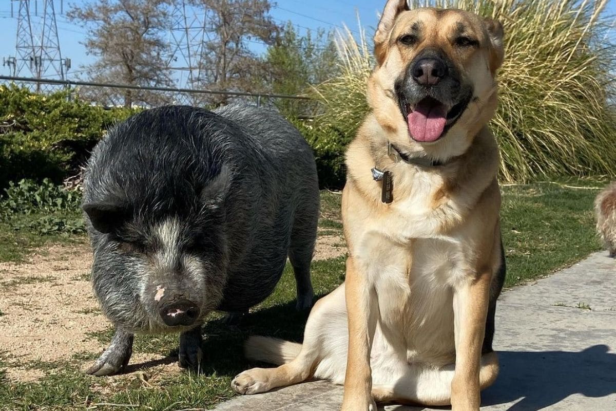 Mini pig and dog next to each other